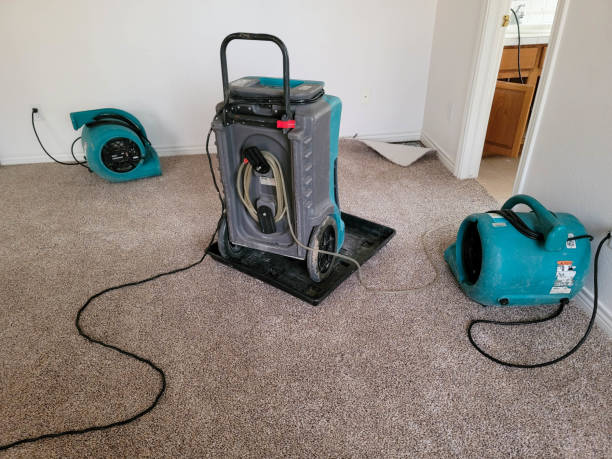 Best Professional water damage repair  in Oldsmar, FL