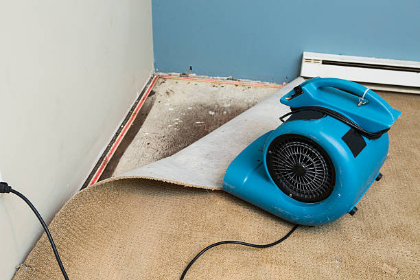 Best Local water damage restoration  in Oldsmar, FL